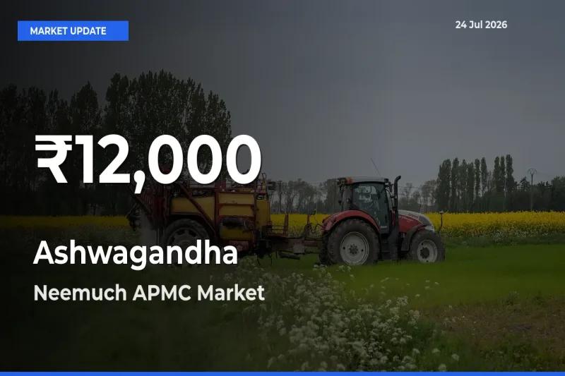 Why Ashwagandha Prices Slumped in Neemuch APMC – 30-Day Low Today