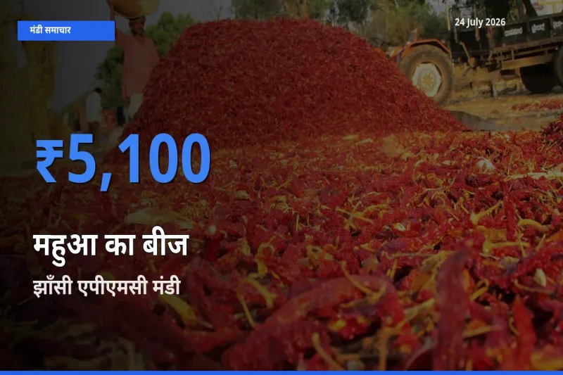 आज महुआ का बीज के सबसे ज़्यादा दाम झाँसी एपीएमसी मंडी में दर्ज