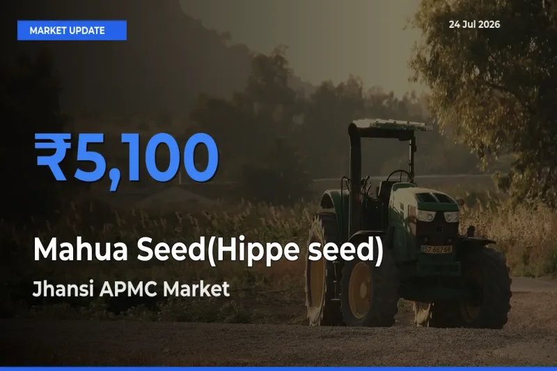 Jhansi APMC Tops Mahua Seed(Hippe seed) Rates – July 24 Market Update