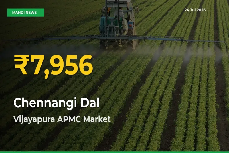 Fresh Record! Chennangi Dal Price Climbs to New High in Vijayapura APMC