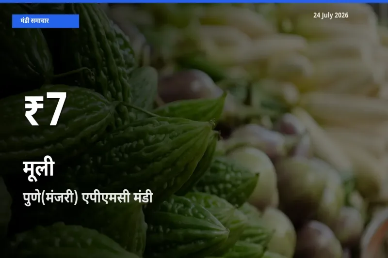 मूली के दाम 30 दिनों के सबसे निचले स्तर पर, पुणे(मंजरी) एपीएमसी