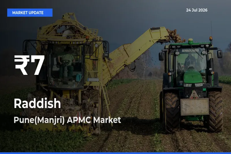 Raddish Hits 30-Day Low in Pune(Manjri) APMC