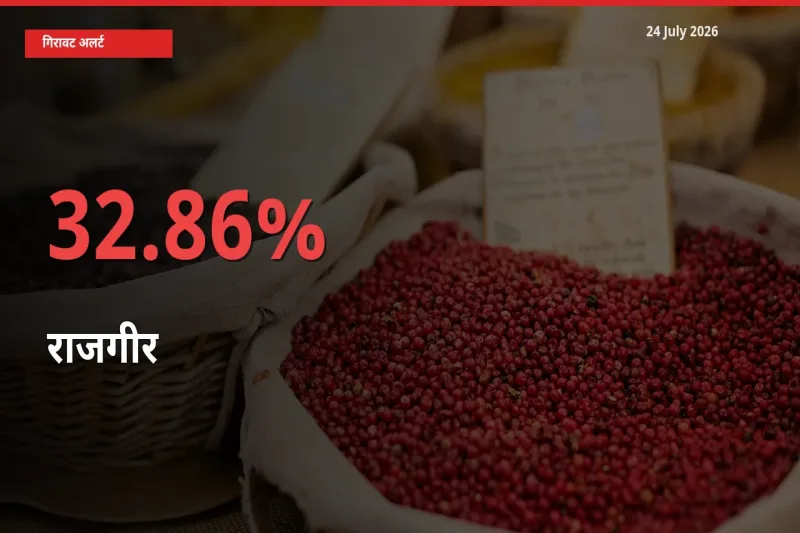 32.86% की गिरावट! मंडी में राजगीर के दाम अचानक टूटे