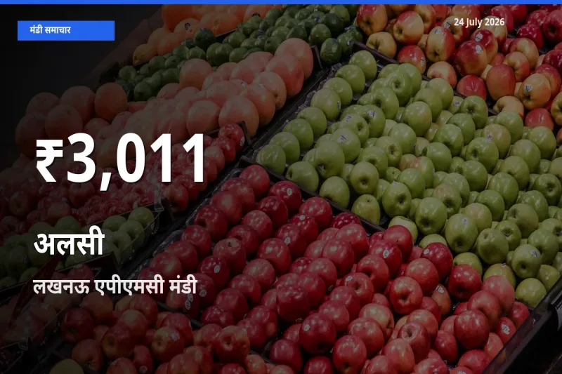 किसानों के लिए चिंता का विषय? अलसी के दाम लखनऊ एपीएमसी में 30 दिन के न्यूनतम स्तर पर
