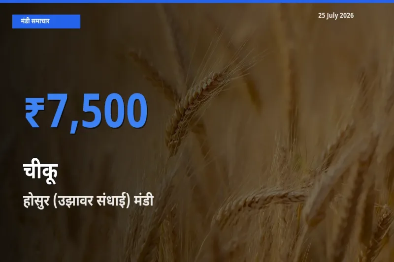 बाज़ार संकेत: होसुर (उझावर संधाई) बना चीकू के लिए आज की टॉप मंडी
