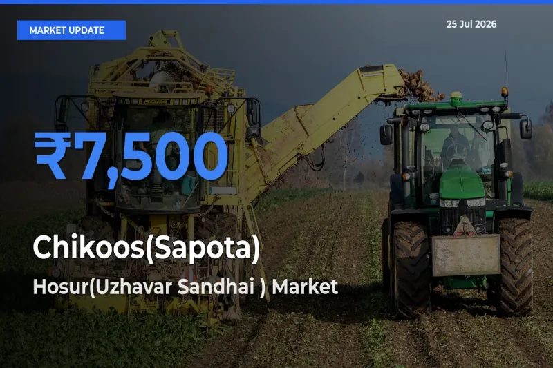 Top Performer! Hosur(Uzhavar Sandhai ) Offers Best Chikoos(Sapota) Price Today