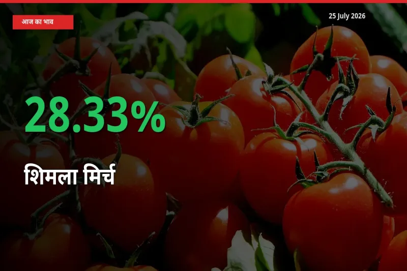 आज का मंडी भाव: शिमला मिर्च के दाम मंडी में 28.33% ऊपर