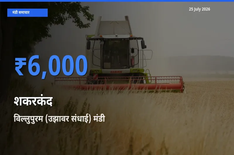 विल्लुपुरम (उझावर संधाई) में शकरकंद का आज सबसे ऊँचा भाव