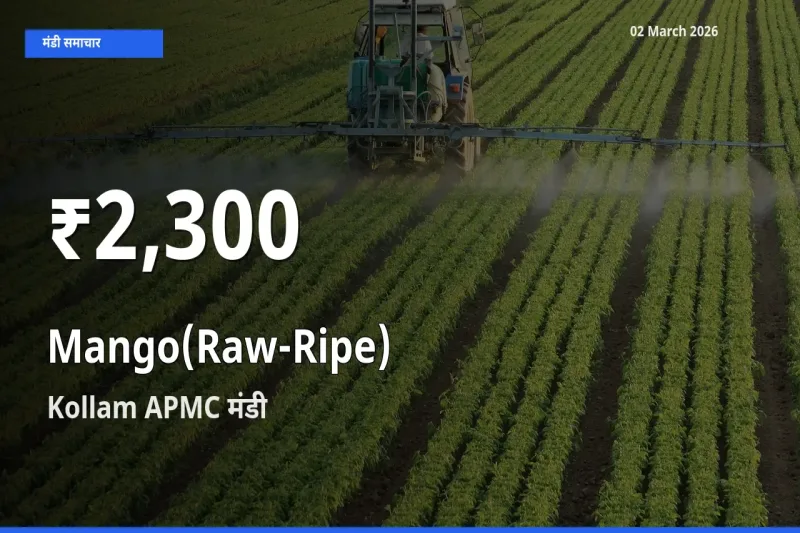 Kollam APMC में आम (कच्चा-पका) ₹2,300 पर गिरा – 30 दिन का न्यूनतम भाव