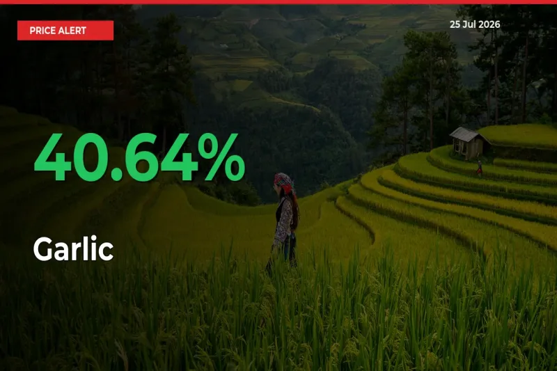 Garlic Rises 40.64% at Mandis