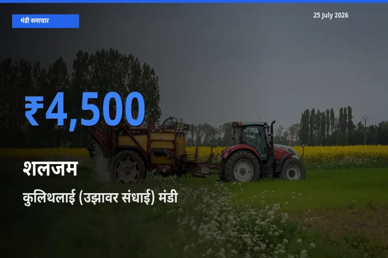 आज का मंडी भाव: शलजम के सबसे ज़्यादा दाम कुलिथलाई (उझावर संधाई) में