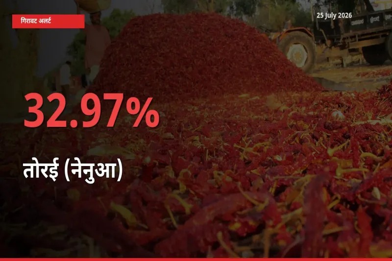 25 July अपडेट: तोरई (नेनुआ) के दाम मंडी में 32.97% गिरे