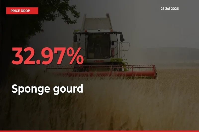 Sharp Fall! Sponge gourd Prices Plunge 32.97% in a Day at Key Mandis