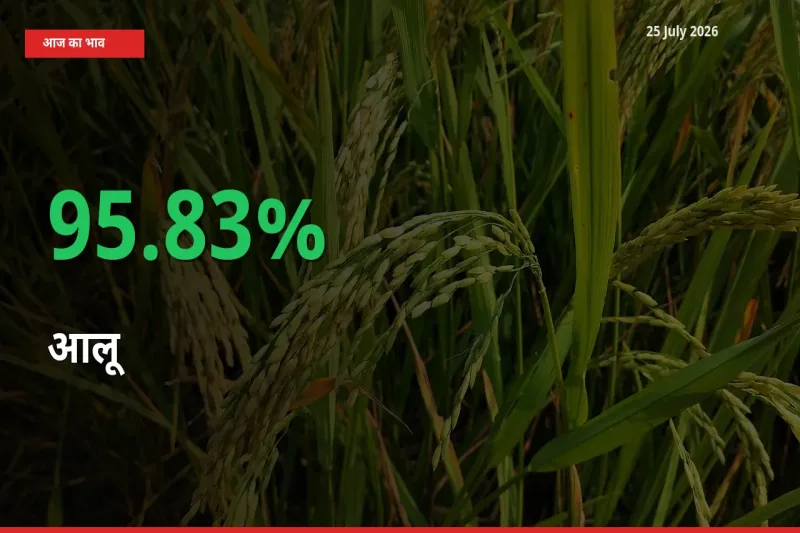 आज का मंडी भाव: आलू के दाम मंडी में 95.83% ऊपर