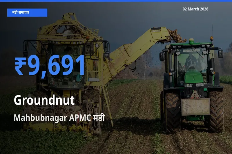 आज मूंगफली के सबसे ज़्यादा दाम Mahbubnagar APMC मंडी में दर्ज