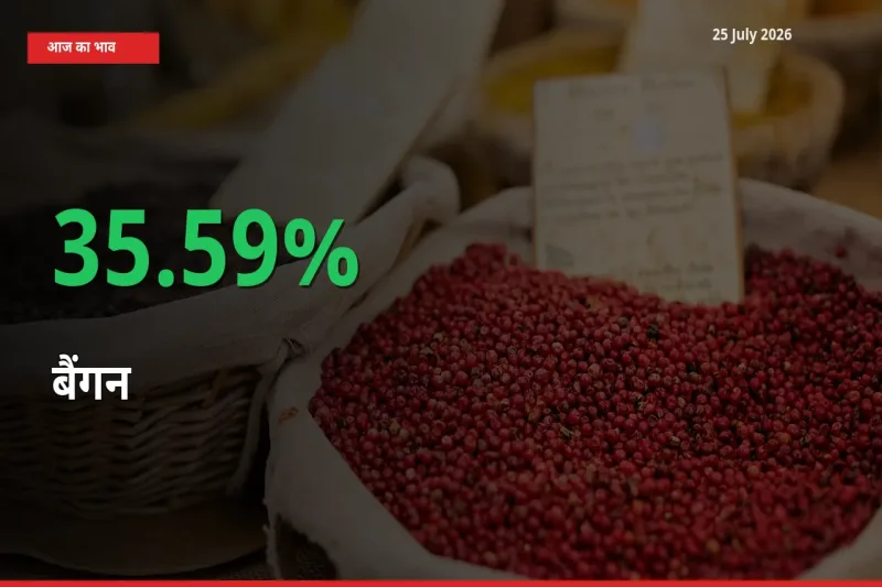 तेज़ तेजी! मंडी में बैंगन के दाम 35.59% चढ़े