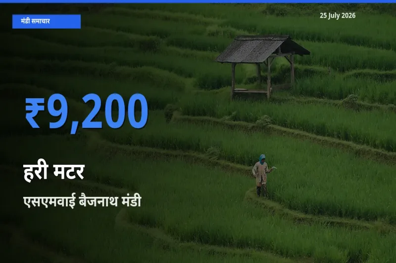 एसएमवाई बैजनाथ में हरी मटर का आज सबसे ऊँचा भाव