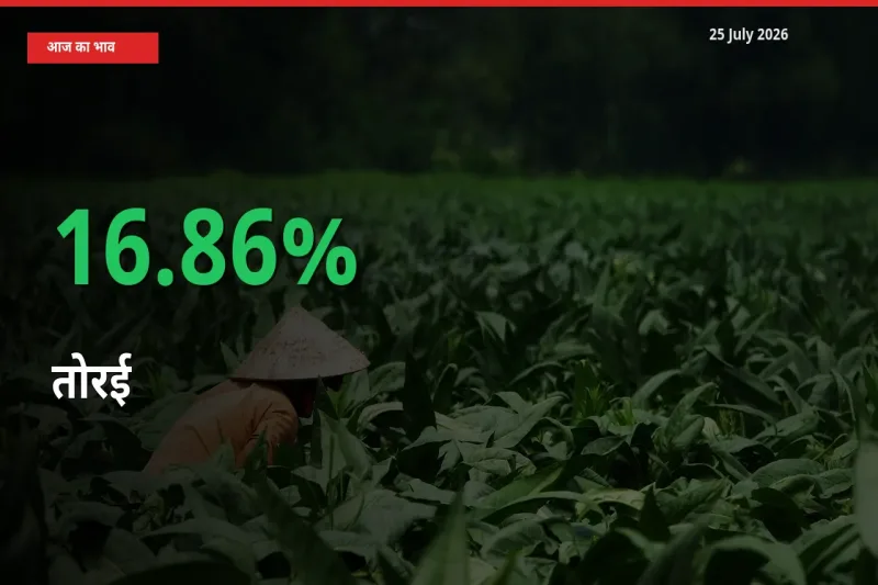 तोरई 16.86% उछला, मंडी