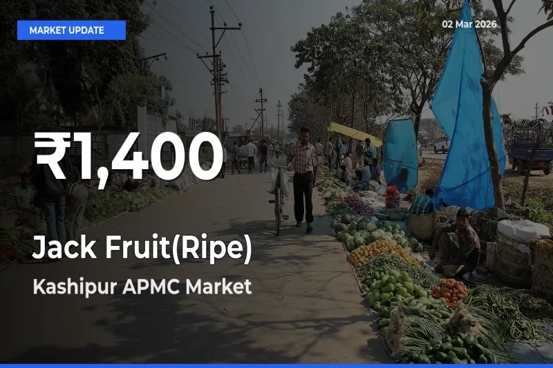 Sharp Fall! Jack Fruit(Ripe) Prices Drop to 30-Day Low in Kashipur APMC