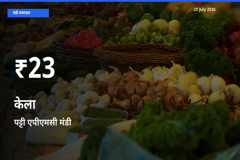 25 July अपडेट: केला के दाम 30 दिन के न्यूनतम स्तर पर, पट्टी एपीएमसी