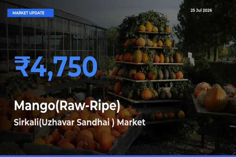 Mango(Raw-Ripe) Mandi Rate Today: Sirkali(Uzhavar Sandhai ) Tops the List