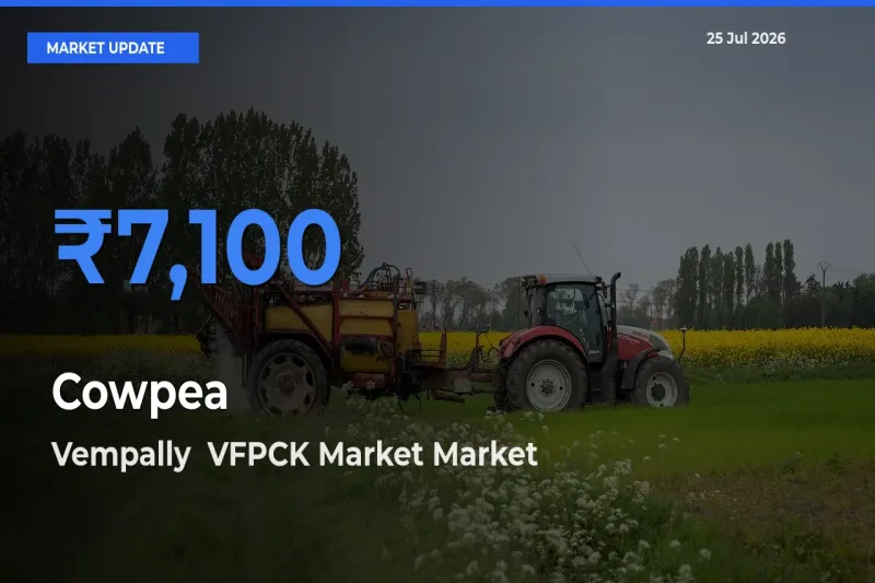 Top Performer! Vempally VFPCK Market Offers Best Cowpea Price Today