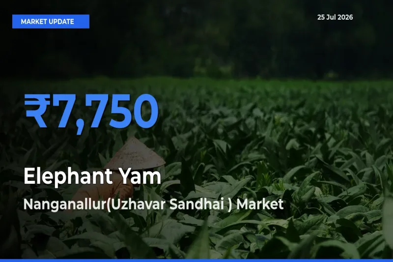Top Performer! Nanganallur(Uzhavar Sandhai ) Offers Best Elephant Yam Price Today