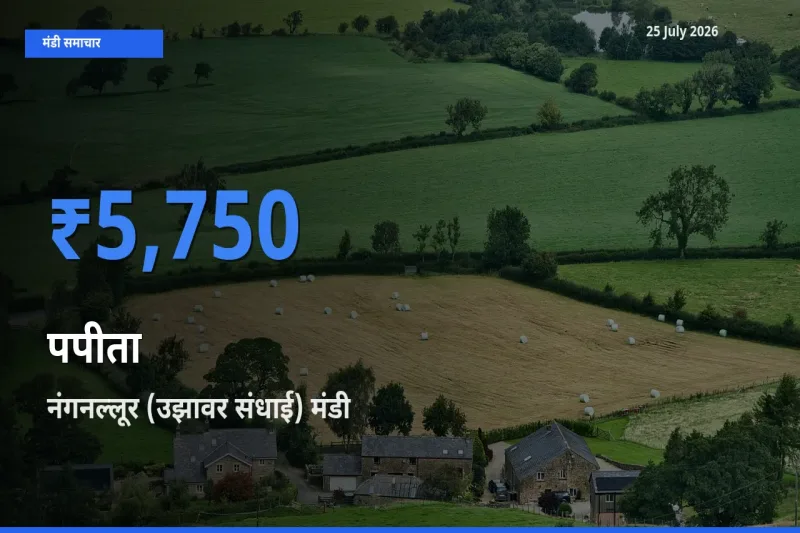 आज पपीता के सबसे ऊँचे दाम ₹5,750 नंगनल्लूर (उझावर संधाई) मंडी में