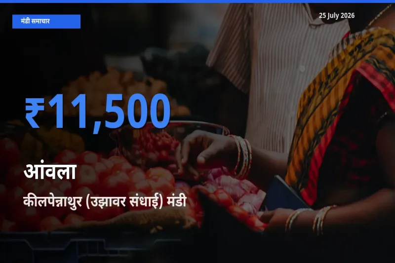 टॉप मंडी बना कीलपेन्नाथुर (उझावर संधाई)! आंवला के सबसे ऊँचे दाम यहीं दर्ज