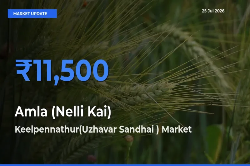 Farmers Prefer Keelpennathur(Uzhavar Sandhai ) as Amla (Nelli Kai) Hits Highest Rate