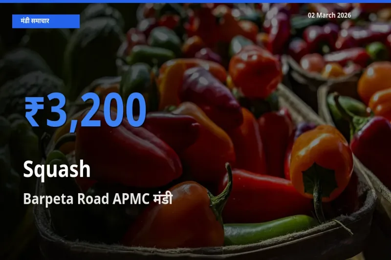 Barpeta Road APMC में कद्दू (कोहड़ा) का आज सबसे ऊँचा भाव