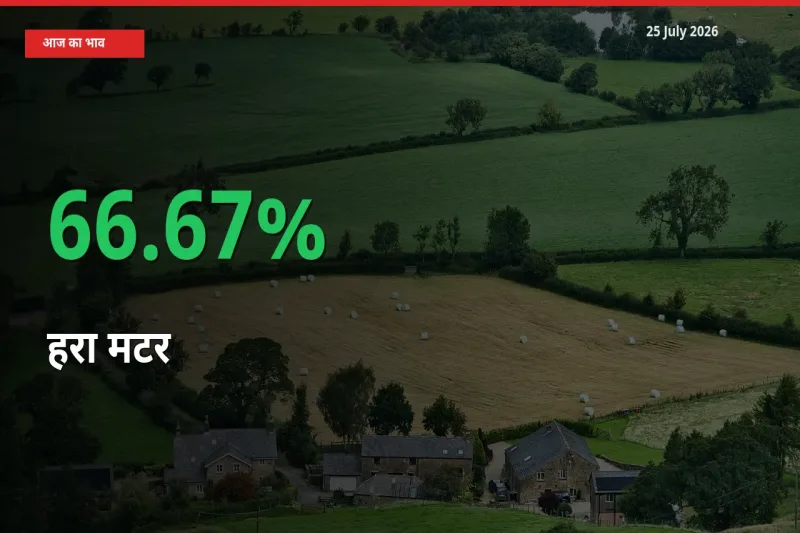 बाज़ार संकेत: हरा मटर के भाव मंडी में 66.67% ऊपर