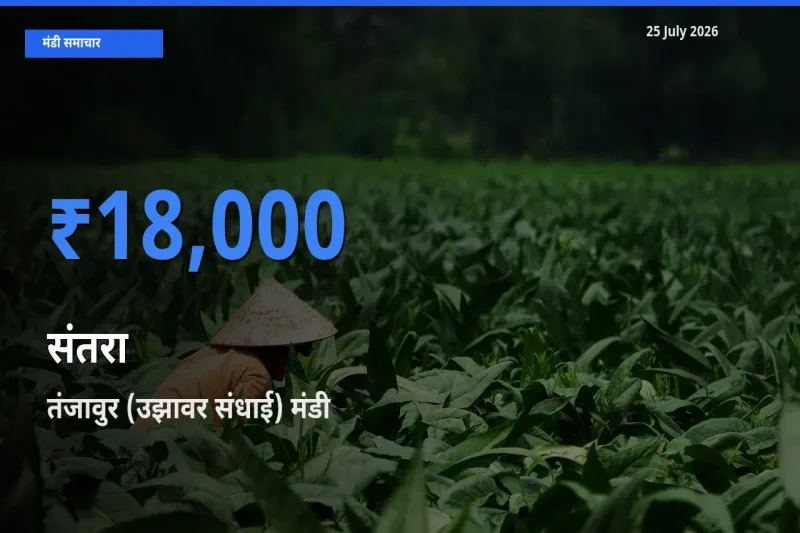 किसानों की पसंद बना तंजावुर (उझावर संधाई), संतरा के सबसे अच्छे दाम