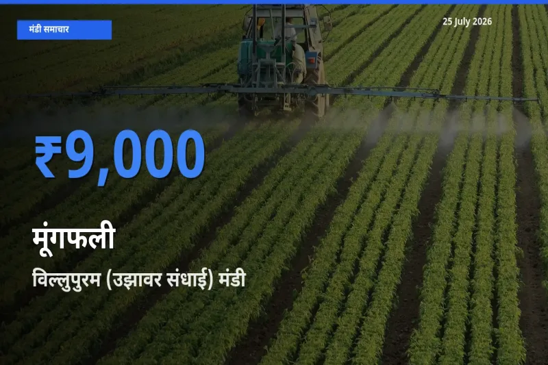 विल्लुपुरम (उझावर संधाई) मंडी में मूंगफली ₹9,000 पर पहुँचा – आज का सर्वोच्च भाव