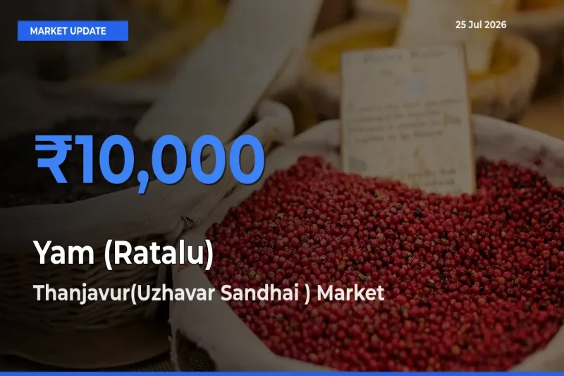 Thanjavur(Uzhavar Sandhai ) Offers ₹10,000 – Highest Yam (Ratalu) Rate Today