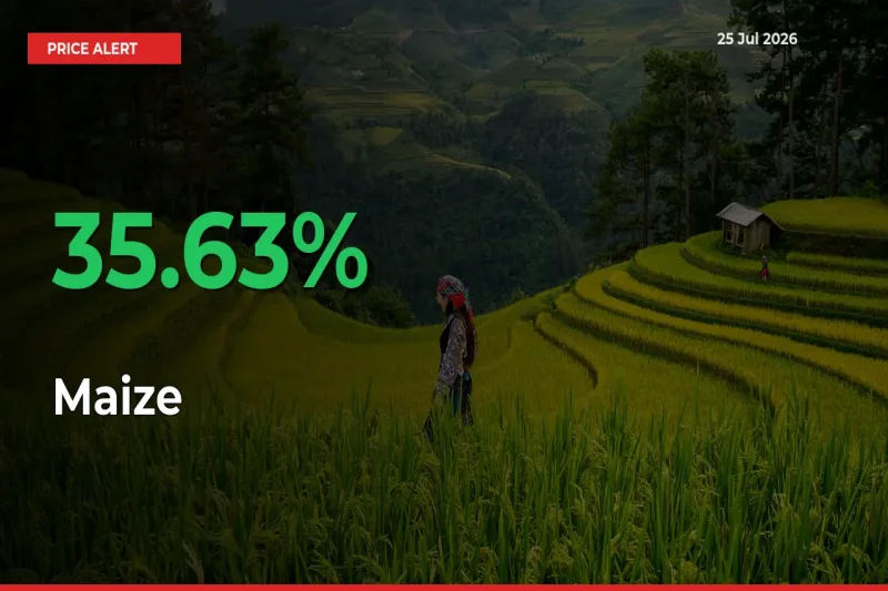 This Mandi Records 35.63% Jump in Maize Prices