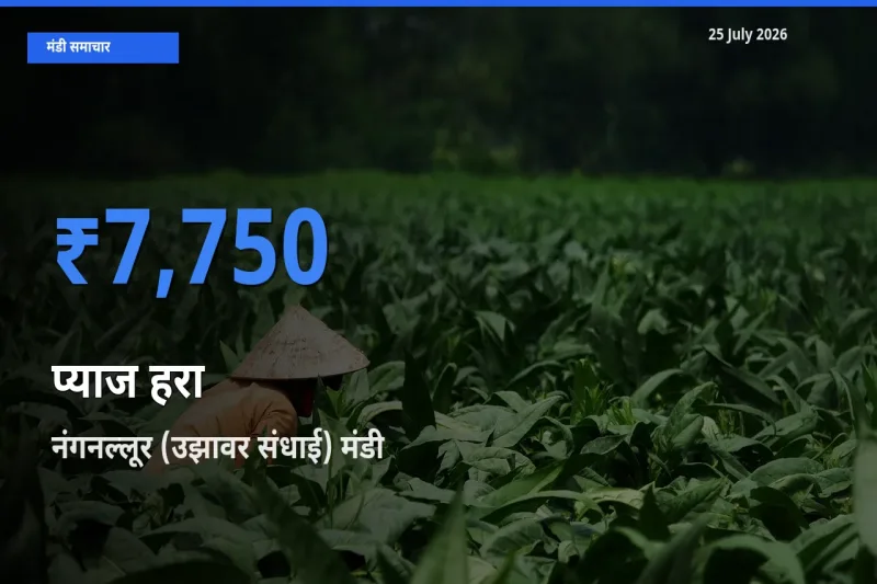 25 July अपडेट: प्याज हरा के सबसे ऊँचे दाम नंगनल्लूर (उझावर संधाई) मंडी में