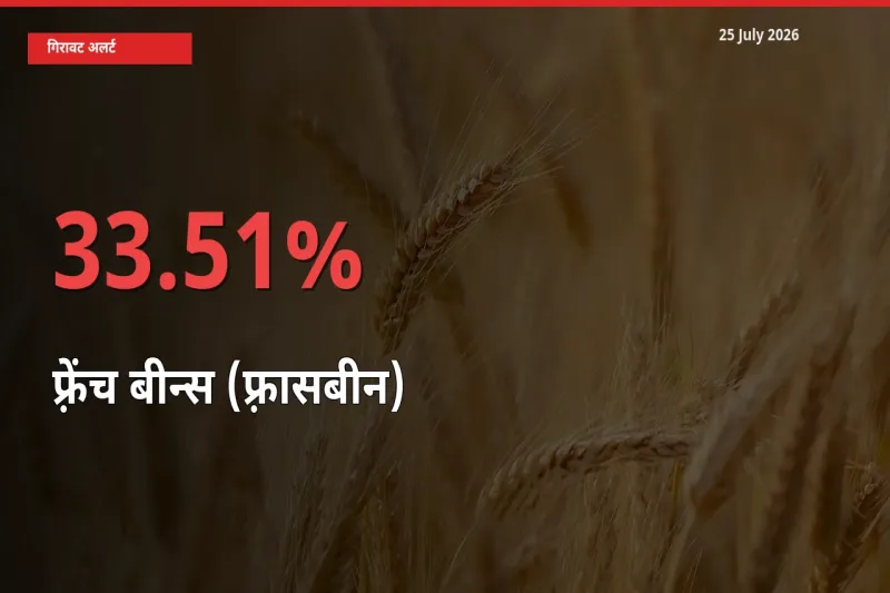 फ़्रेंच बीन्स (फ़्रासबीन) के दाम प्रमुख मंडी में 33.51% गिरे, 24 घंटे में बड़ा बदलाव