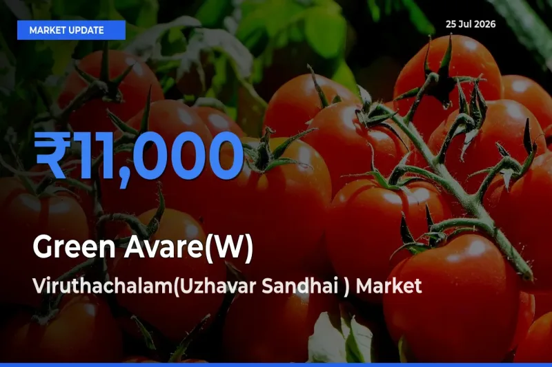 Market Watch: Viruthachalam(Uzhavar Sandhai ) Becomes Top Mandi for Green Avare(W)
