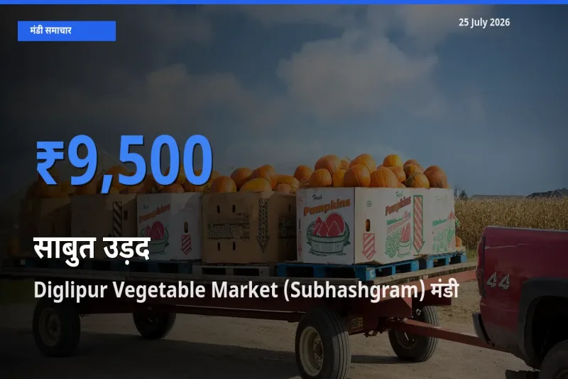 Diglipur Vegetable Market (Subhashgram) मंडी में साबुत उड़द ₹9,500 पर पहुँचा – आज का सर्वोच्च भाव