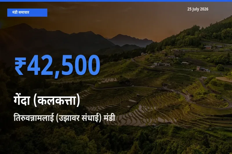 तिरुवन्नामलाई (उझावर संधाई) मंडी में आज गेंदा (कलकत्ता) के सबसे ऊँचे दाम दर्ज