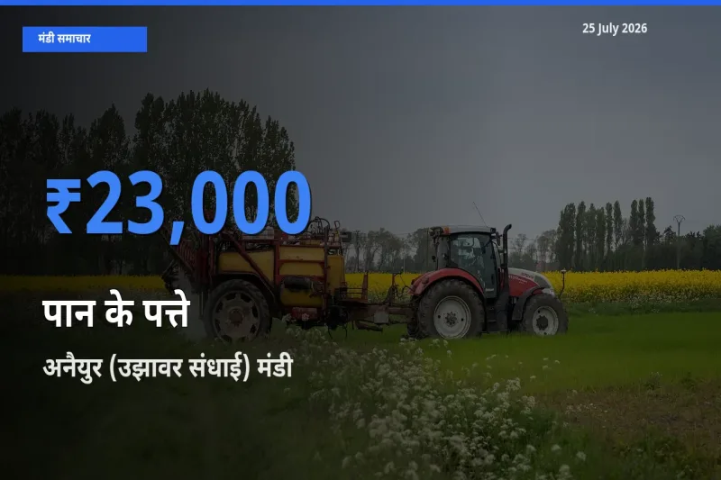 25 July अपडेट: पान के पत्ते के सबसे ऊँचे दाम अनैयुर (उझावर संधाई) मंडी में