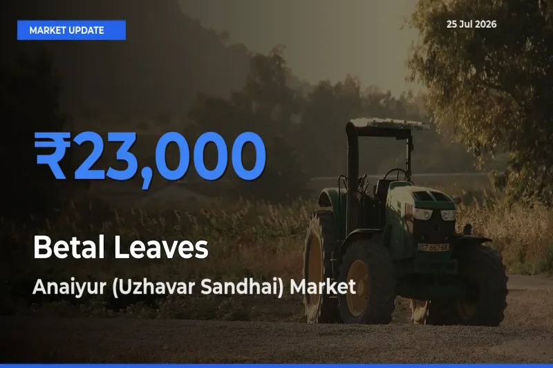 Anaiyur (Uzhavar Sandhai) Tops Betal Leaves Rates – July 25 Market Update