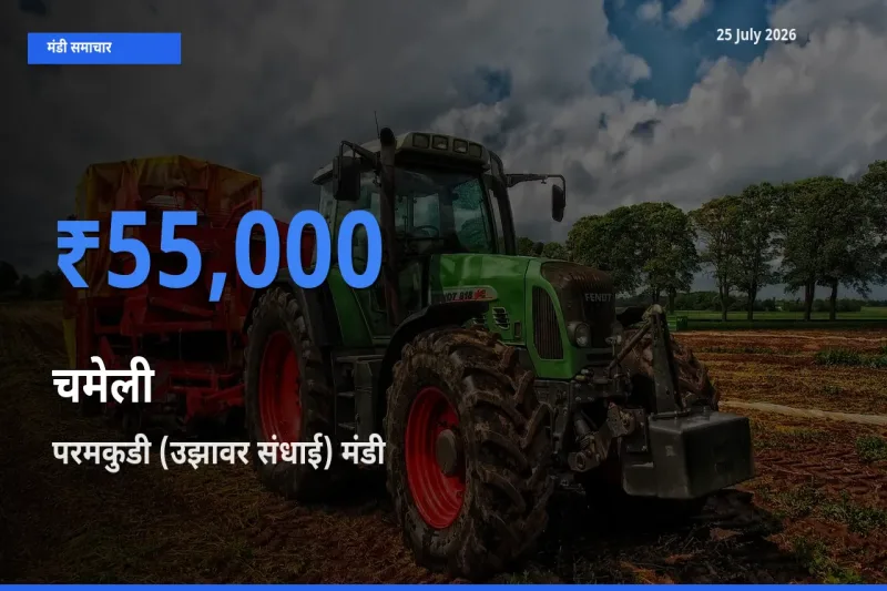 परमकुडी (उझावर संधाई) में चमेली का आज सबसे ऊँचा भाव