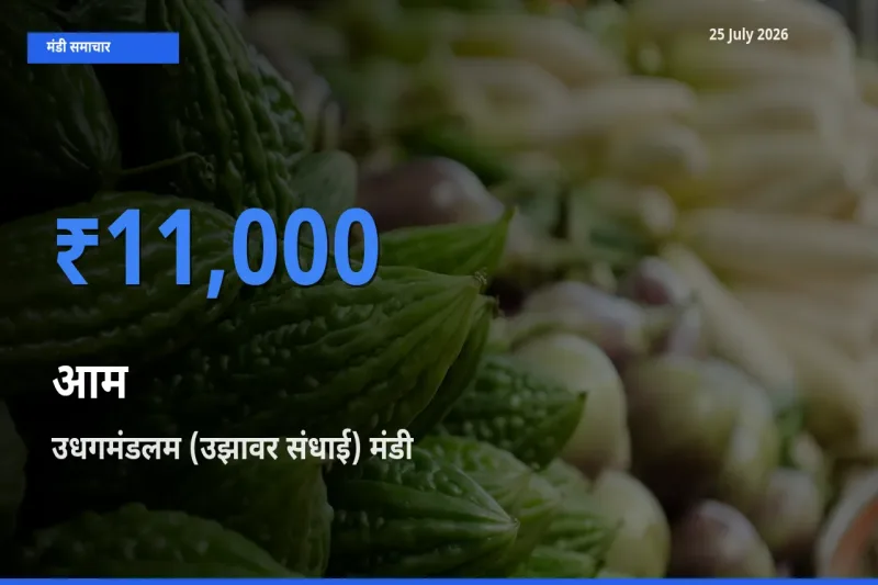टॉप मंडी बना उधगमंडलम (उझावर संधाई)! आम के सबसे ऊँचे दाम यहीं दर्ज