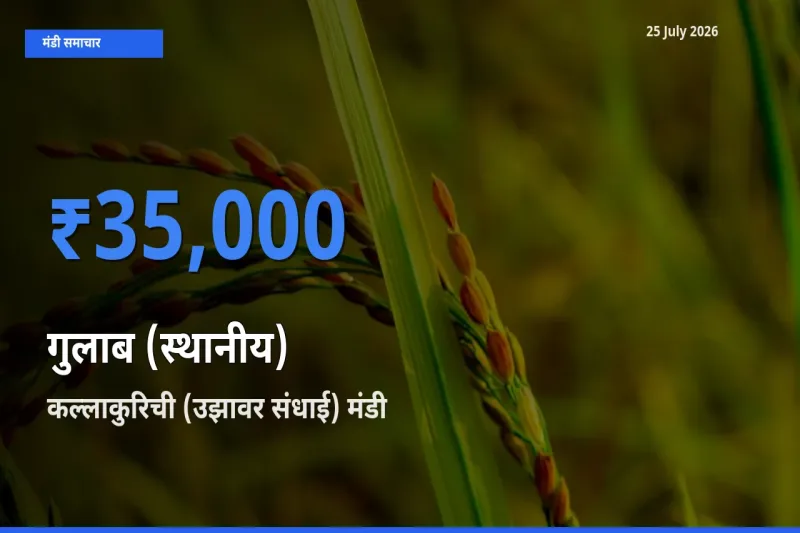 कल्लाकुरिची (उझावर संधाई) मंडी में गुलाब (स्थानीय) ₹35,000 पर पहुँचा – आज का सर्वोच्च भाव