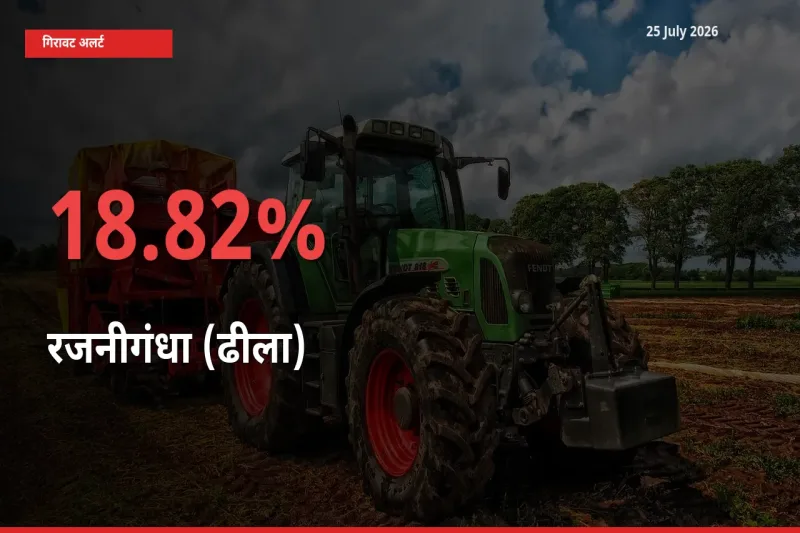 18.82% की गिरावट! मंडी में रजनीगंधा (ढीला) के दाम अचानक टूटे
