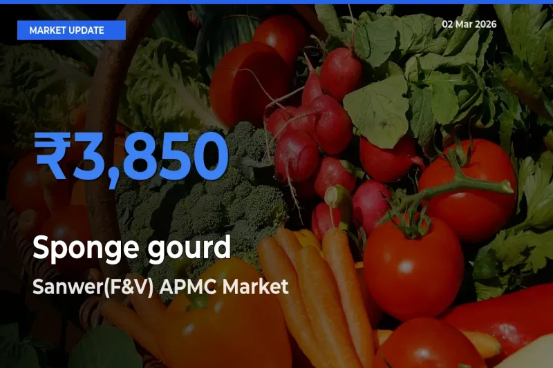 Sanwer(F&V) APMC Tops Sponge gourd Rates – March 02 Market Update
