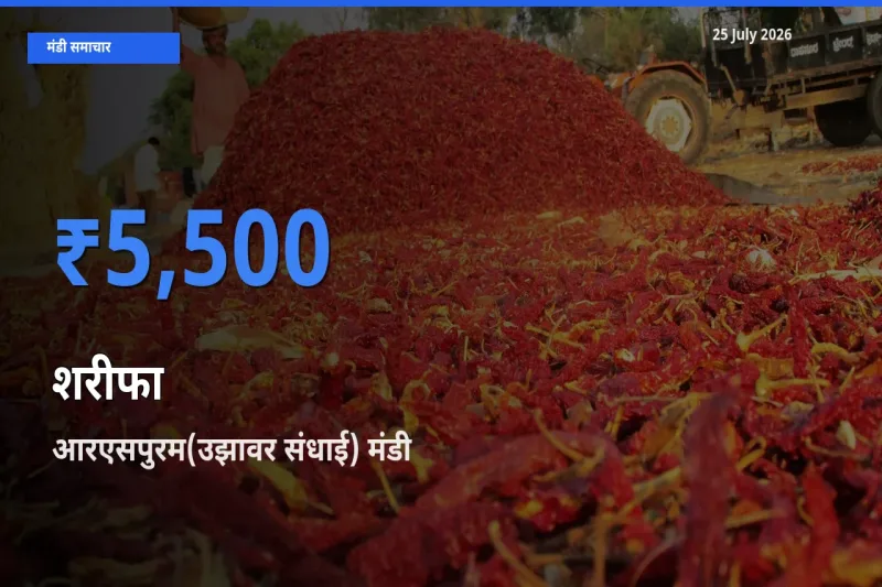 25 July अपडेट: शरीफा के सबसे ऊँचे दाम आरएसपुरम(उझावर संधाई) मंडी में