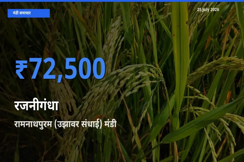 टॉप मंडी बना रामनाथपुरम (उझावर संधाई)! रजनीगंधा के सबसे ऊँचे दाम यहीं दर्ज